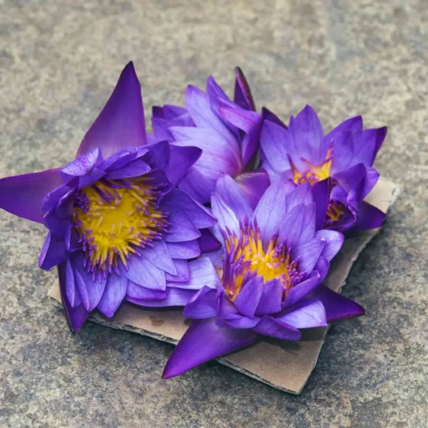 Blue Lotus Flowers