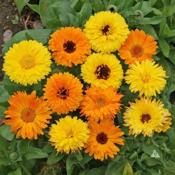 Calendula Flower