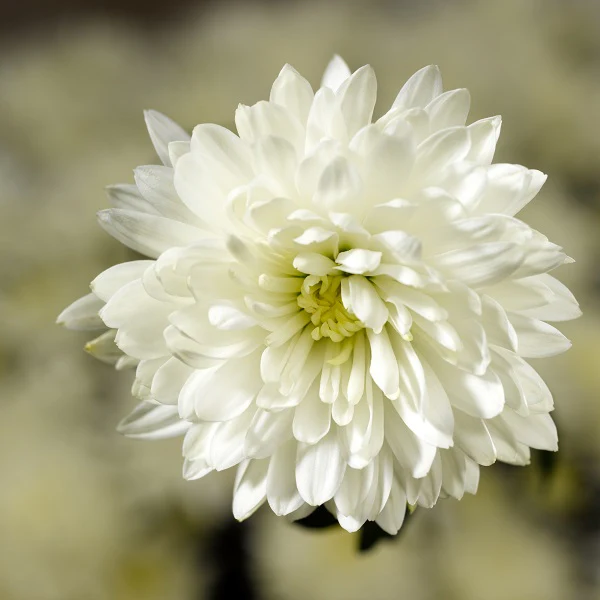 Chrysanthemum Flowers White