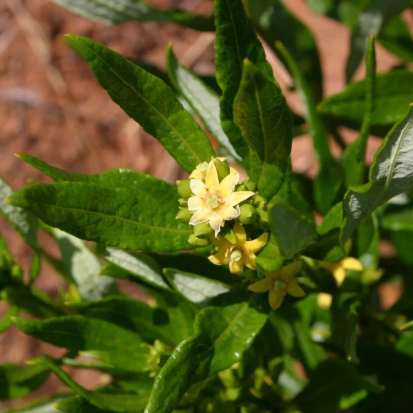 Fadogia Agrestis