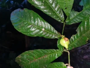 Massularia Stems