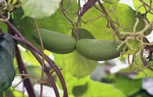 Mondia