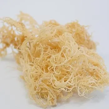 Sea Moss Blonde St Lucia