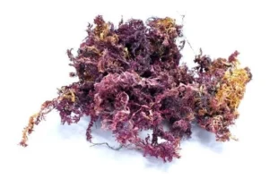 Sea Moss Purple Jamaican