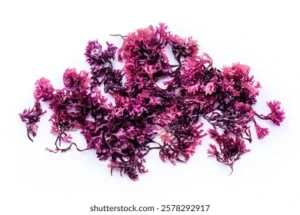 Sea Moss Red African