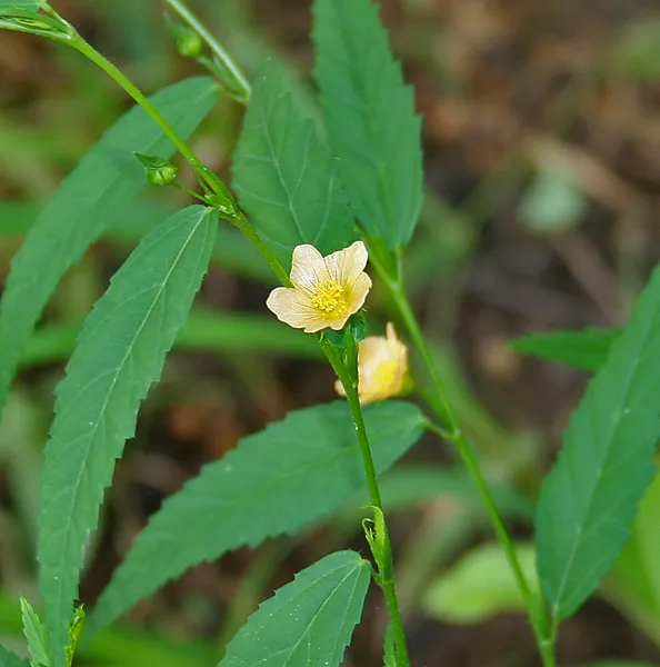 Sida Leaf
