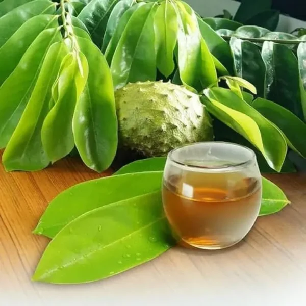 Soursop (Graviola) Leaves