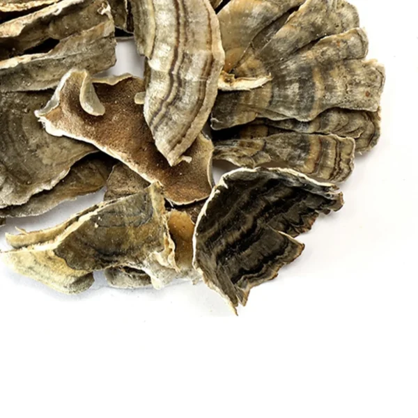 Turkey Tail Mushroom Whole