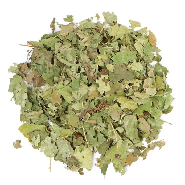 Witch Hazel Leaf C/S
