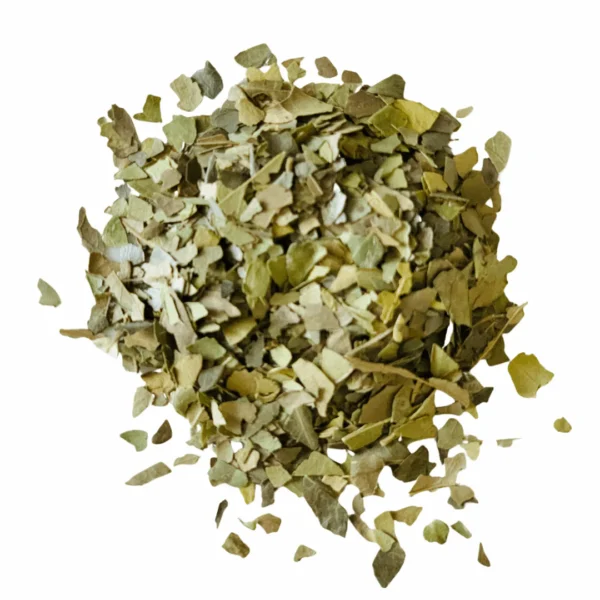 Yaupon Holly Tea C/S