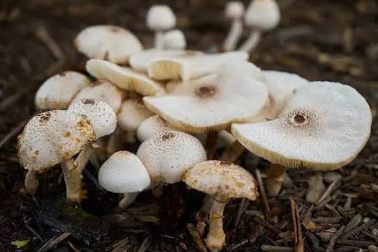 B-Xtra is a unique mushroom genetic variety