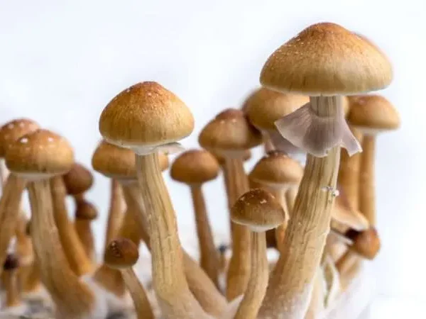 Golden Teacher