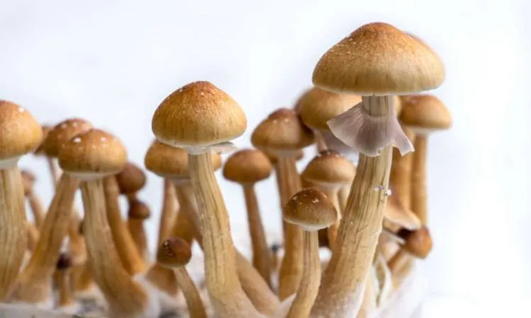 Golden Teacher