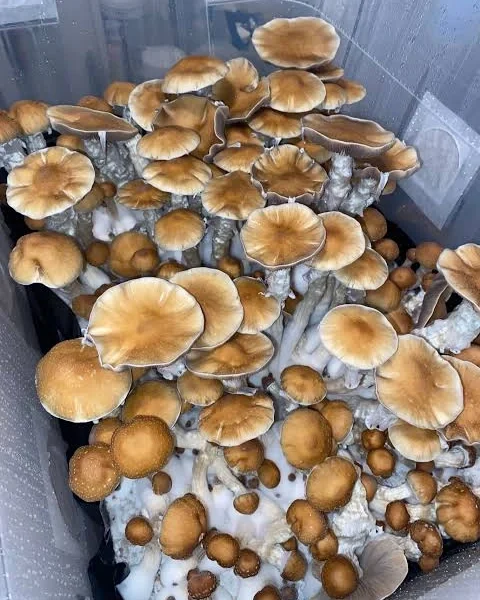 OB1 Blue Meanies