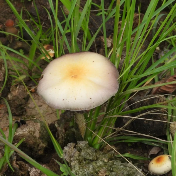 P. Ochraceocentrata