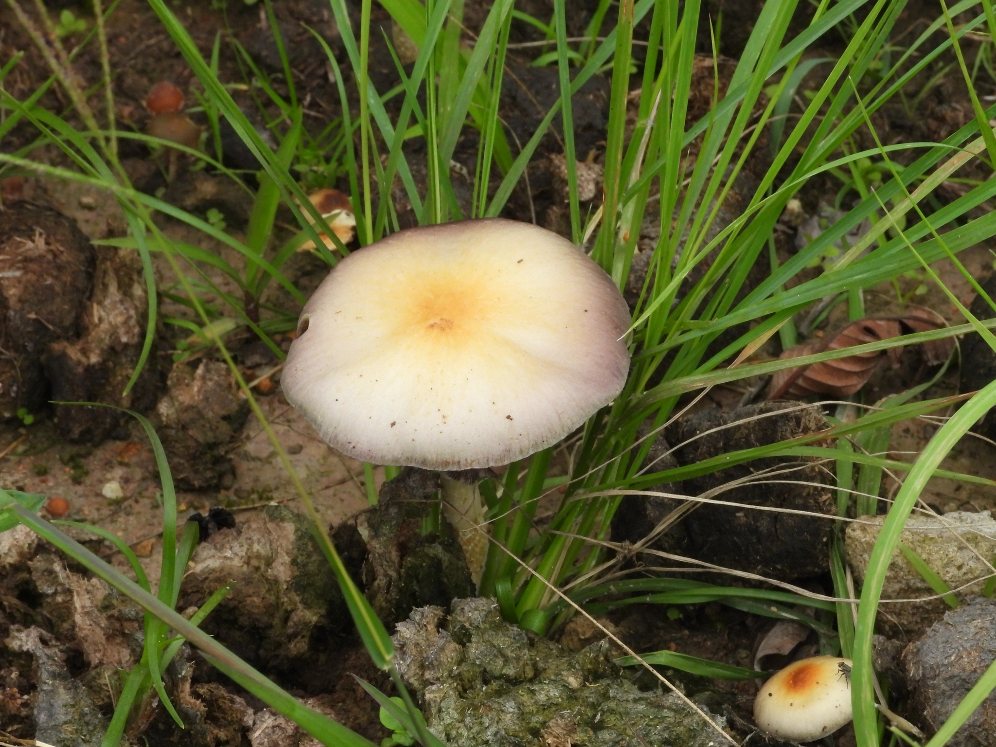 P. Ochraceocentrata